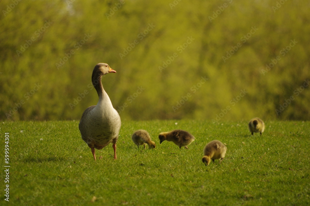 Goose and goslings on the grass Goose and goslings on the grass