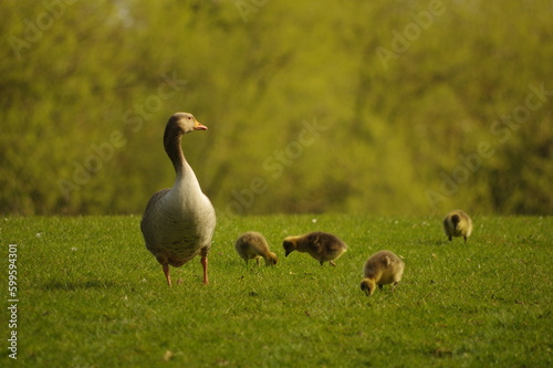 Goose and goslings on the grass