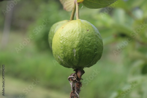 Guava on Tree