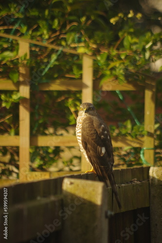 Sparrowhawk on the garden fence