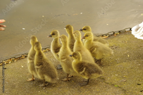 Goslings making a rush for the water