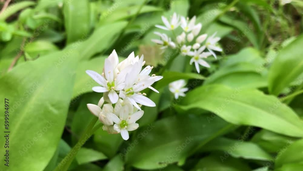 wild garlic in spring, vegetable and medicinal herb with flowers wild garlic in spring, vegetable and medicinal herb with flowers
