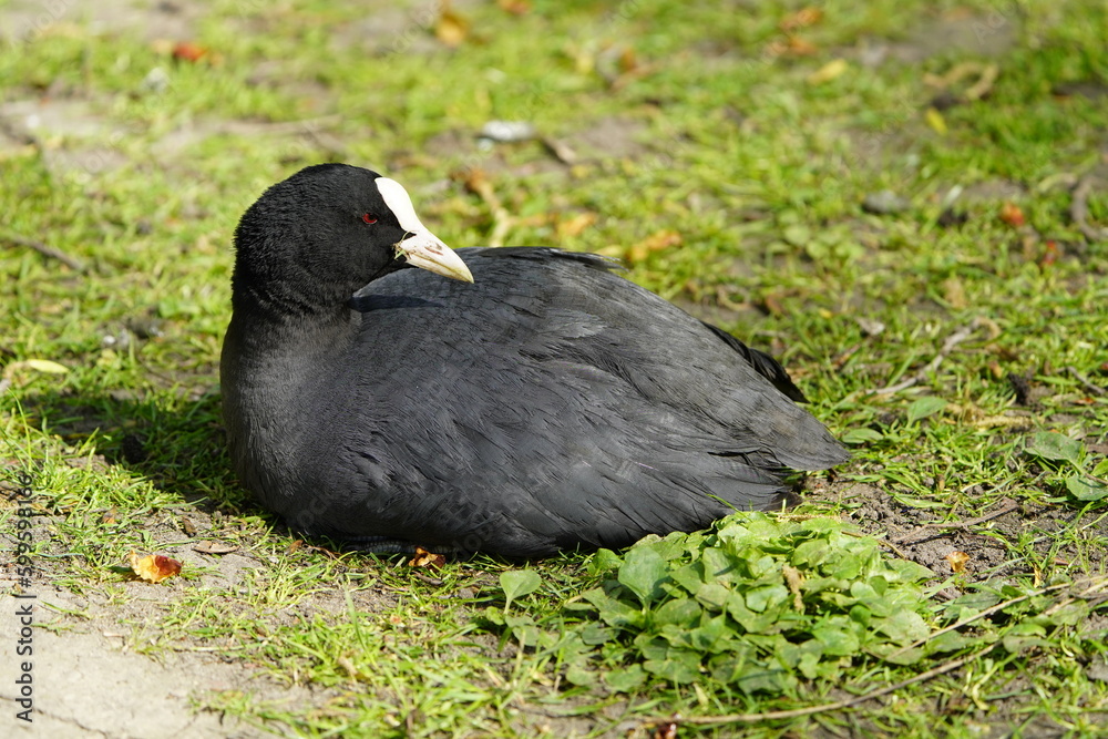 Obraz premium Eurasian Coot (Fulica atra) Rallidae family. Hanover – Herrenhausen, Germany.