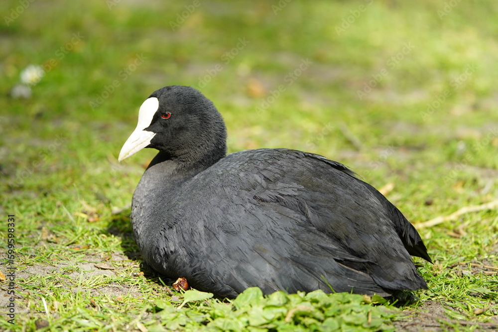 Obraz premium Eurasian Coot (Fulica atra) Rallidae family. Hanover – Herrenhausen, Germany.