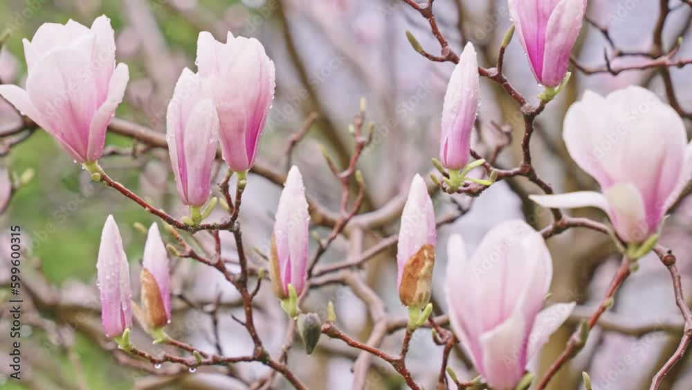 Beautiful pink magnolia flowers on a blooming tree Beautiful pink magnolia flowers on a blooming tree