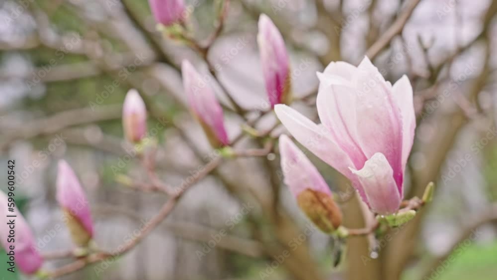 Beautiful pink magnolia flowers on a blooming tree Beautiful pink magnolia flowers on a blooming tree