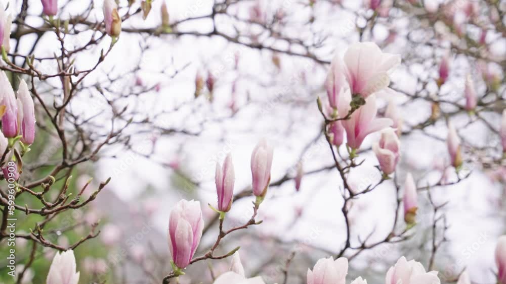 Beautiful pink magnolia flowers on a blooming tree Beautiful pink magnolia flowers on a blooming tree