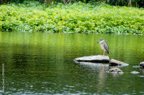 The egret in the green pond has an elegant posture, a thriving natural ecology, a beautiful environment, and atranquil and peaceful atmosphere. It was photographed at the Guanlu Pavilion in West Lake  photo