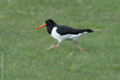 Oyster catcher