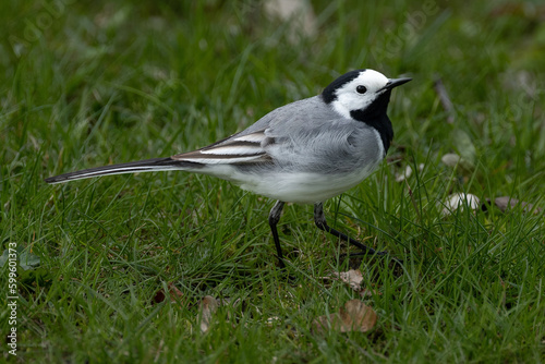 white wagtail on the grass © Johan