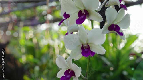 purple and white orchid flower in green garden