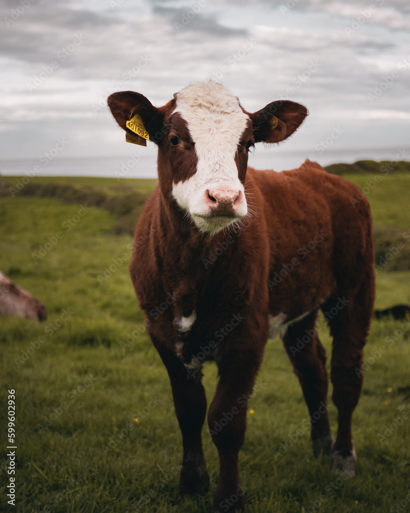 A calf in a field looking at you A calf in a field looking at you