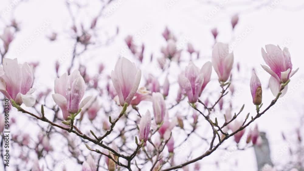 Beautiful pink magnolia flowers on a blooming tree Beautiful pink magnolia flowers on a blooming tree