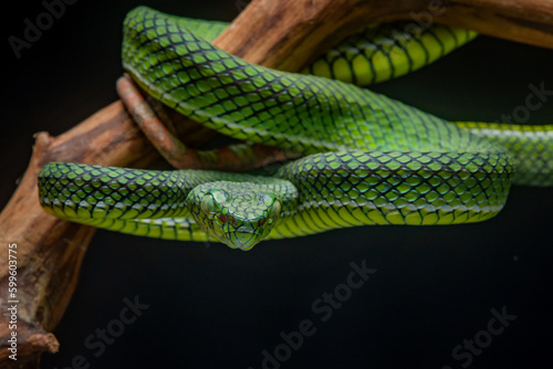 Portrait of a new species of green pit viper, Trimeresurus Calamitas native to nias Island of Indonesia with solid black background
