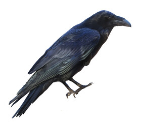 Black Raven