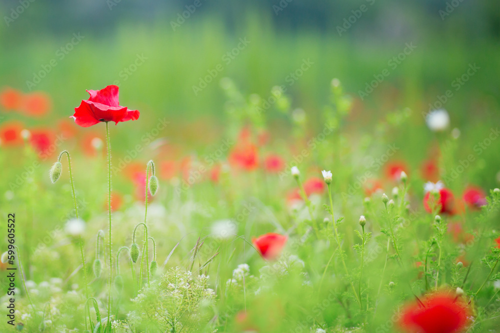 Fototapeta premium Beautiful poppy meadow