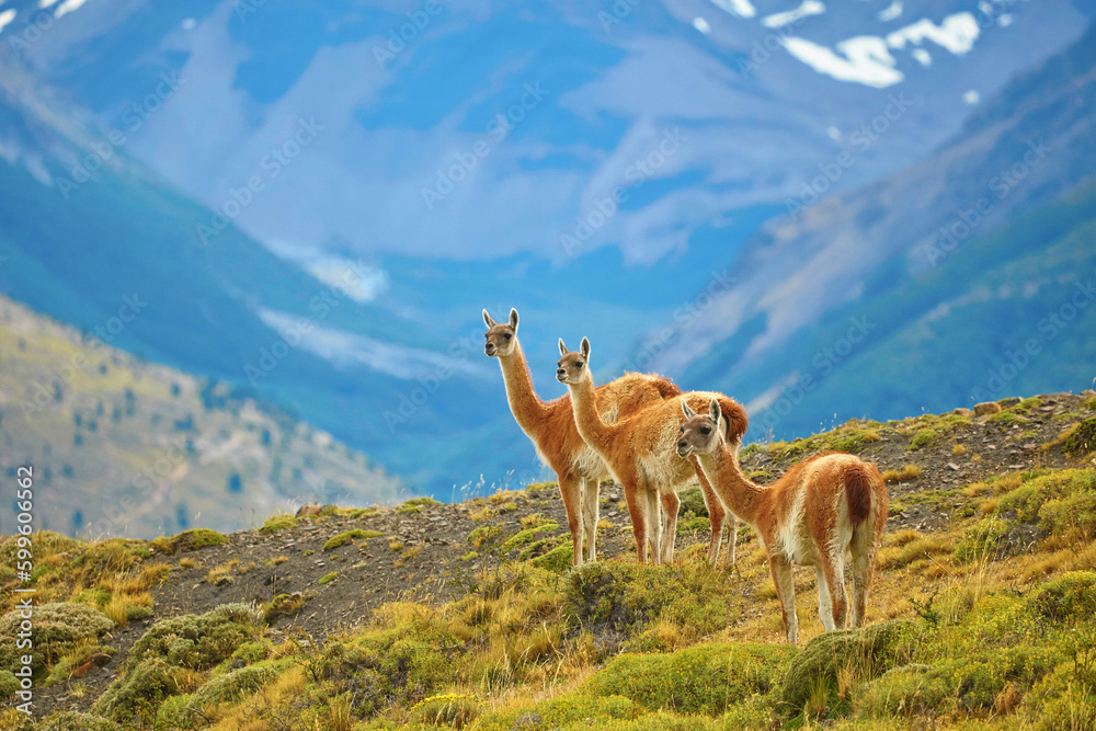 Guanacoes in Torres del Paine national park Guanacoes in Torres del Paine national park