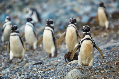 Magellanic penguins in natural environment