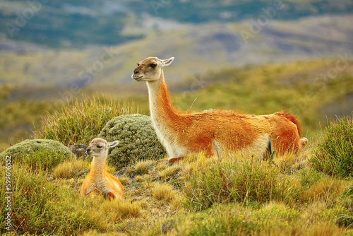 Mother guanaco with its baby photo