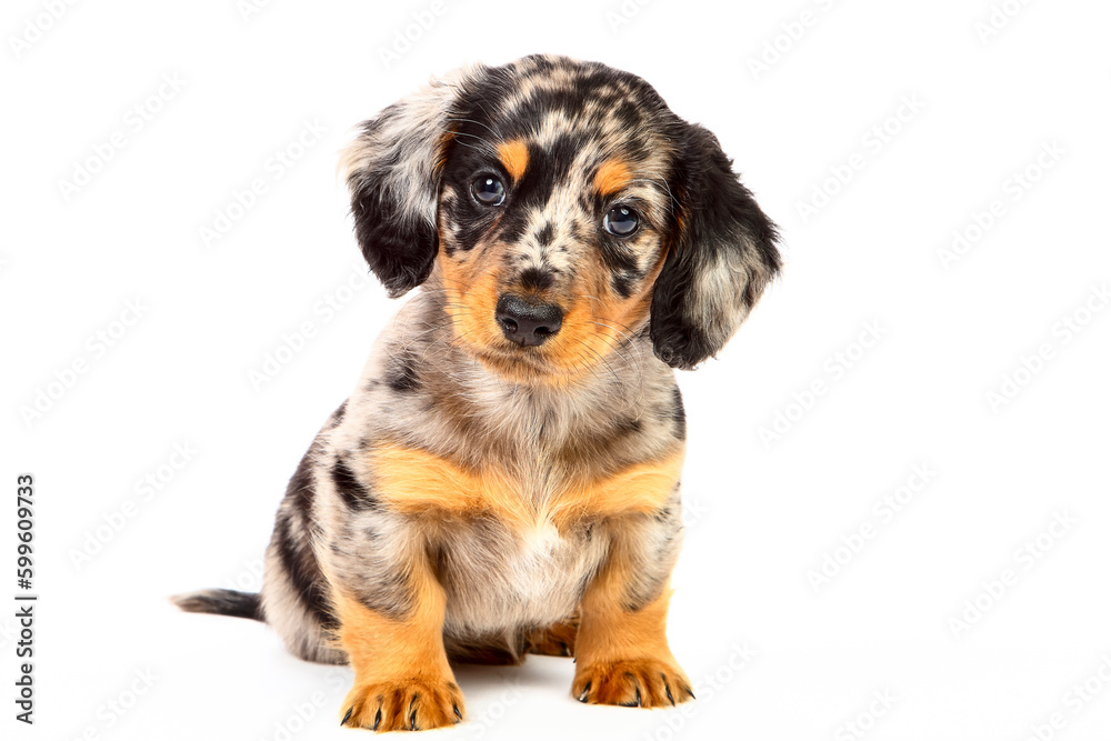 Studio shot photo of a male dachshund puppy dog Studio shot photo of a male dachshund puppy dog
