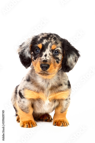 Studio shot photo of a male dachshund puppy dog