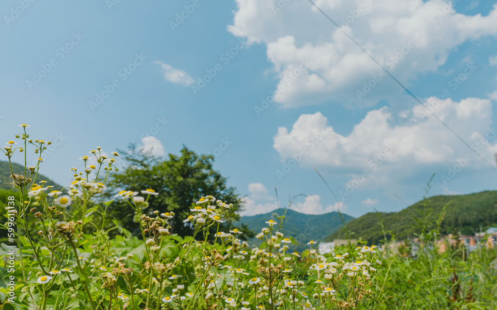 meadow with flowers meadow with flowers