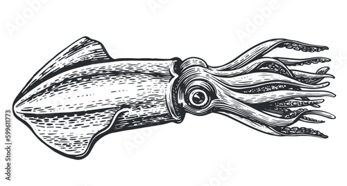 Squid sketch. Hand drawn marine animal in vintage engraving style. Seafood, sushi vector illustration