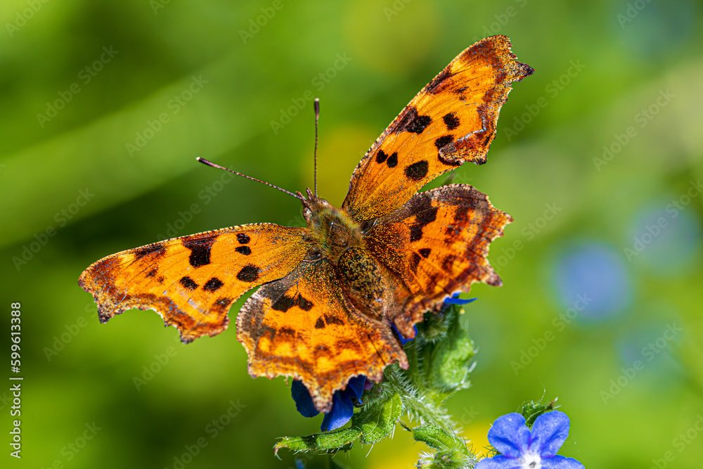 Fototapeta premium butterfly on flower