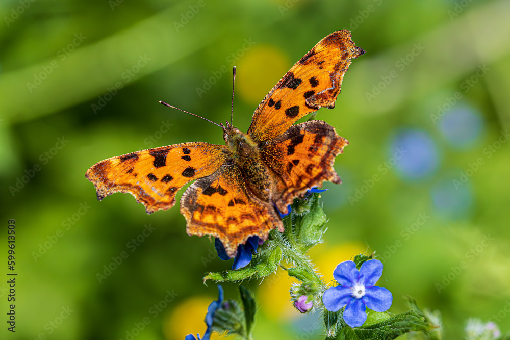 butterfly on flower butterfly on flower