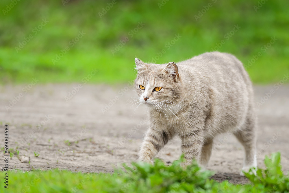 Gray striped cat walks on a leash on green grass outdoors..