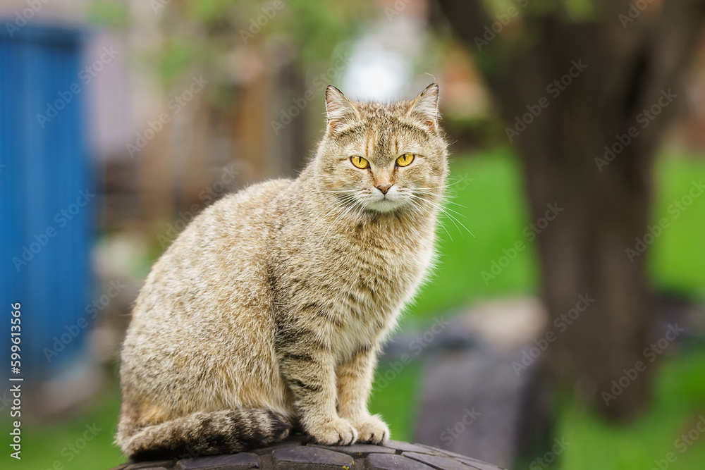 Gray striped cat walks on a leash on green grass outdoors..