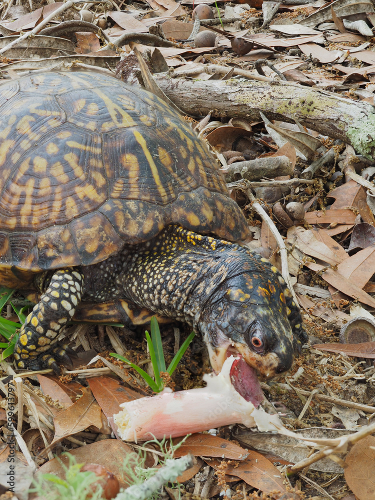A Focus Stacked Close-up Image of an Easten Box Turtle Eating a Blusher Mushroom A Focus Stacked Close-up Image of an Easten Box Turtle Eating a Blusher Mushroom