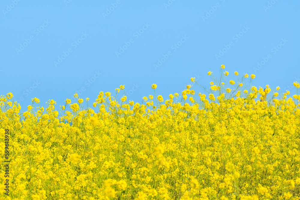 Hamdeok Beach, Jeju, South Korea, where you can see beautiful mountains, blue sky, and yellow canola flowers Hamdeok Beach, Jeju, South Korea, where you can see beautiful mountains, blue sky, and yellow canola flowers