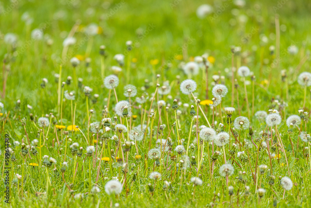 The field of dandelions is a breathtaking sight to behold. As far as the eye can see, there are millions of golden flowers swaying gently in the breeze, each one a testament to the beauty of nature.