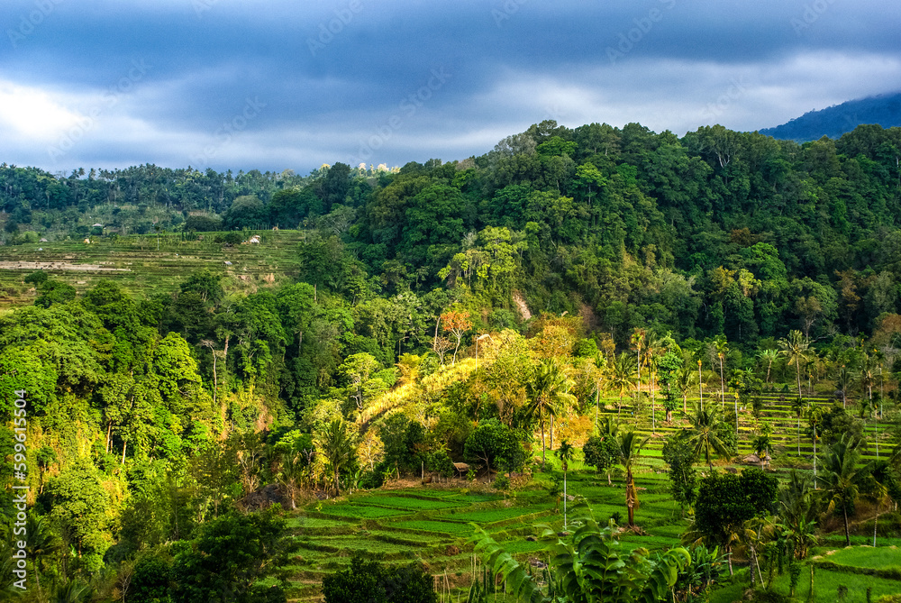 View at rice paddies and hills in Senaru, Lombok, Indonesia, Asia