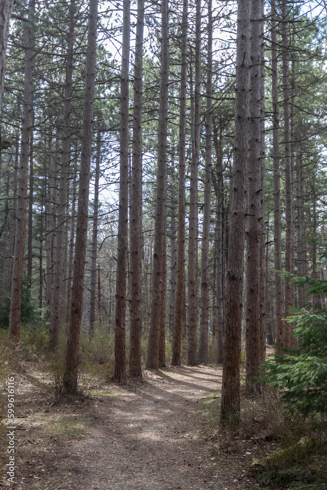 Row of pines with sun peekign through Row of pines with sun peekign through