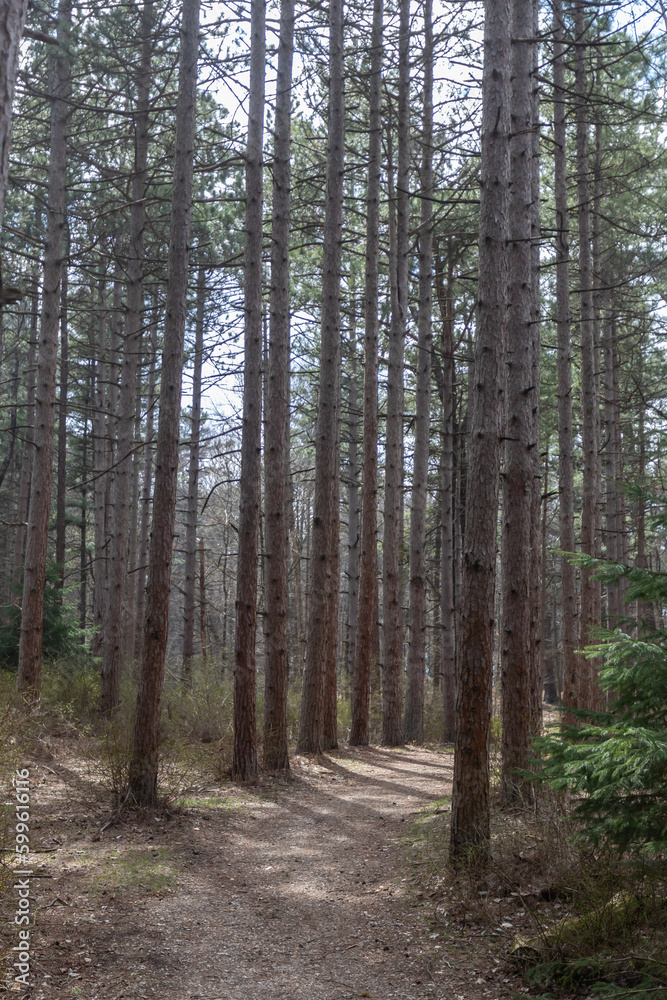 Row of pines with sun peekign through