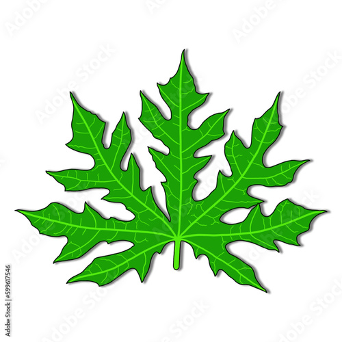 illustration of papaya leaf