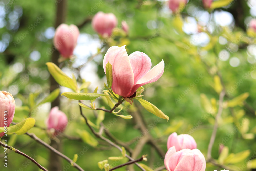 Blooming magnolia. Pink magnolia flowers close-up on a blurred background. Blooming tree in spring Blooming magnolia. Pink magnolia flowers close-up on a blurred background. Blooming tree in spring