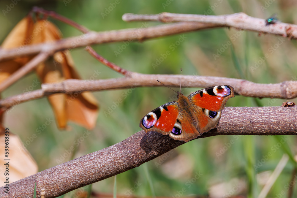 a peacock butterfly sits on a branch a peacock butterfly sits on a branch