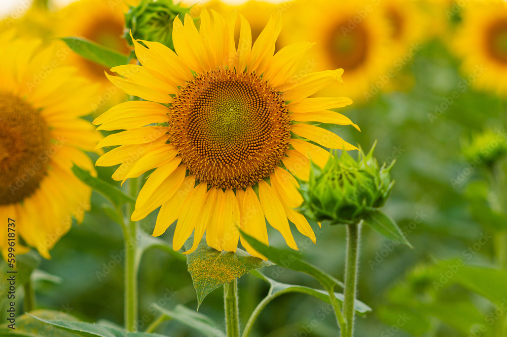 A large blooming yellow sunflower in a field next to a closed bud
