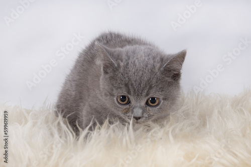 małe kotki Brytyjskie, zdjęcia w studio, piękne puszyste kuleczki, cudne kocieta photo