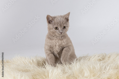 małe kotki Brytyjskie, zdjęcia w studio, piękne puszyste kuleczki, cudne kocieta