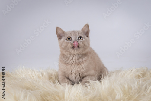 małe kotki Brytyjskie, zdjęcia w studio, piękne puszyste kuleczki, cudne kocieta