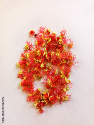 barringtonia acutangula, its call localy hizol flowers.