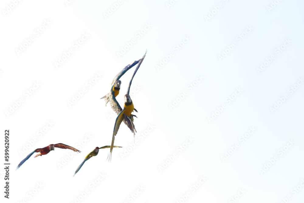 Fototapeta premium blurred colorful macaw parrot flying in bright blue sky background 