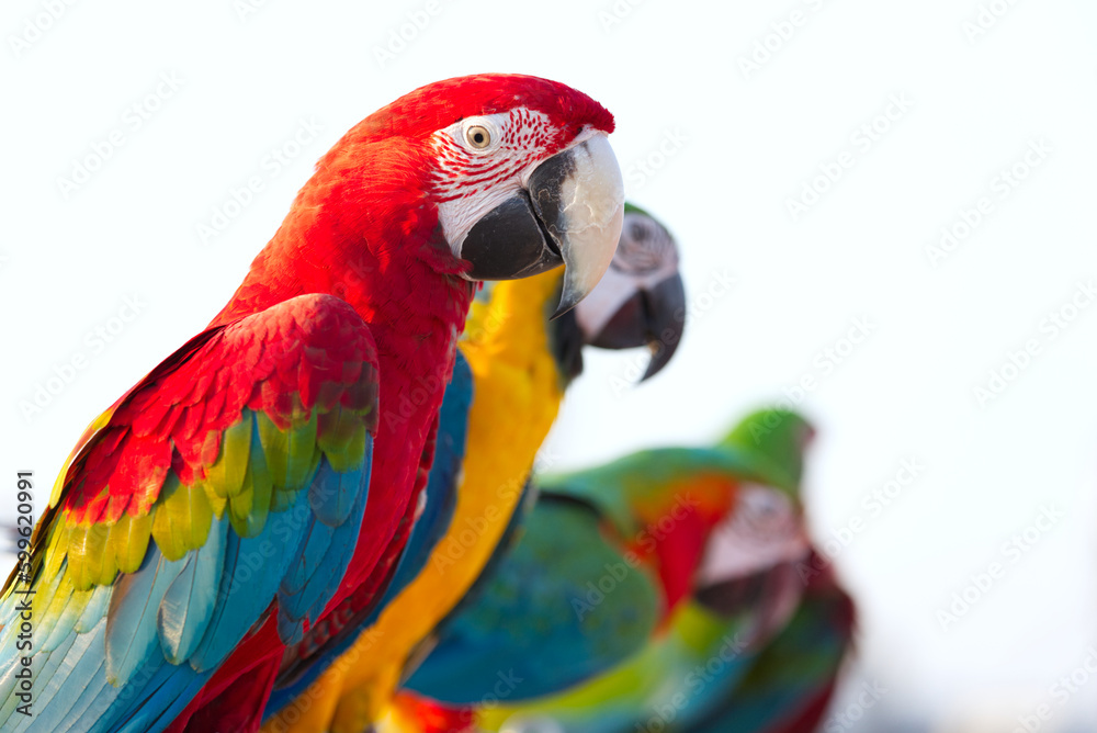 Obraz premium Close up of colorful scarlet macaw parrot pet perch on roost branch with blue clear sky background