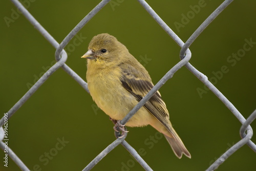 Female Lesser Goldfinch