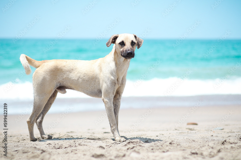 dog in the sand