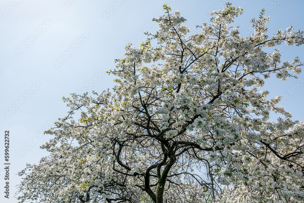 Fototapeta premium White cherry blossoms bloom in the spring season